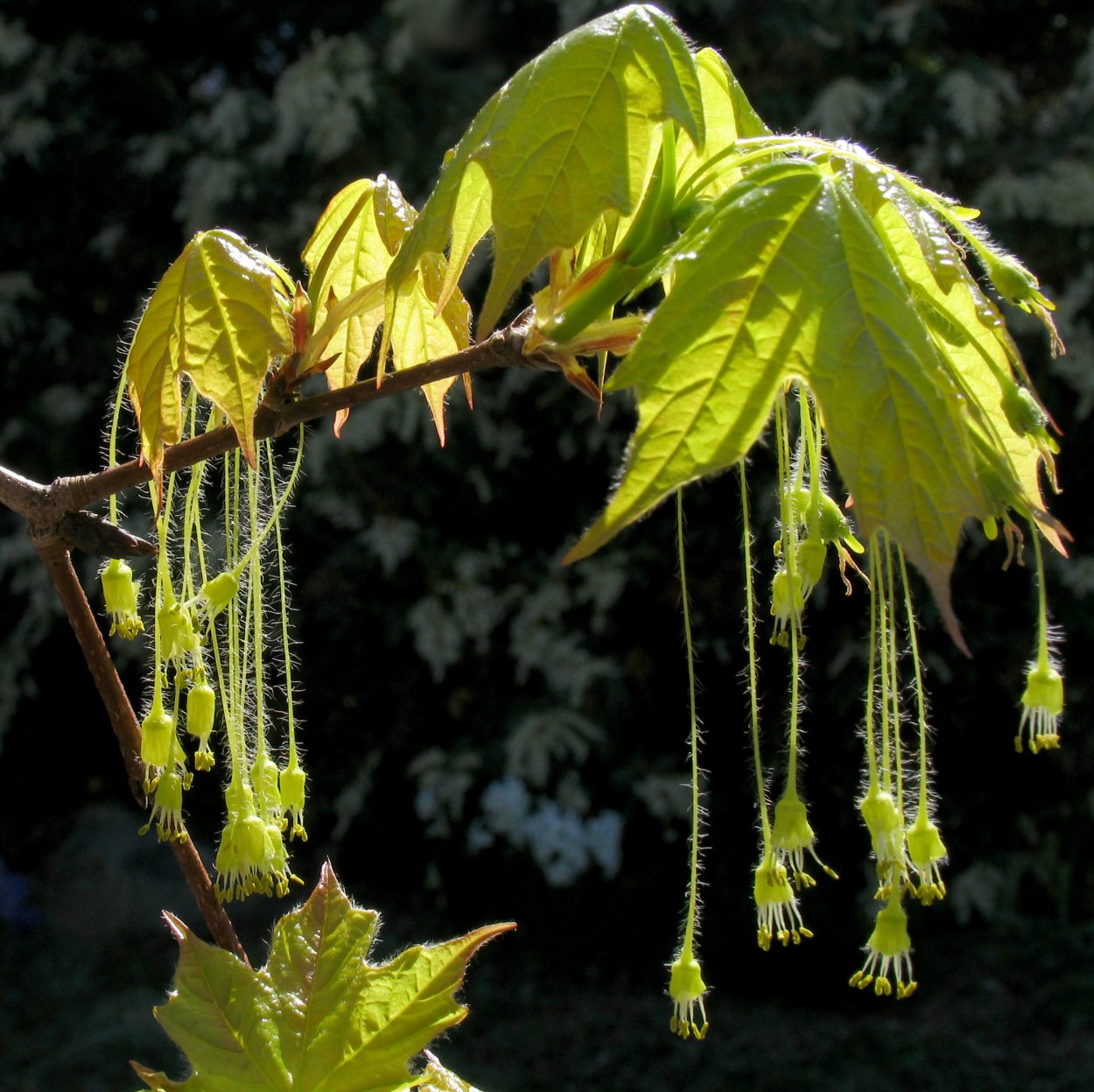 Клен остролистный Кримсон Кинг