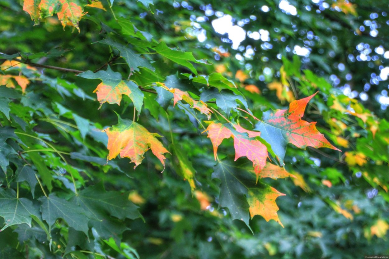 Коэн остролистный канадский