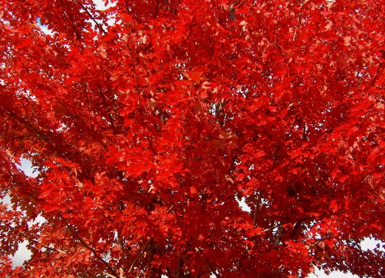 Клен краснолистный