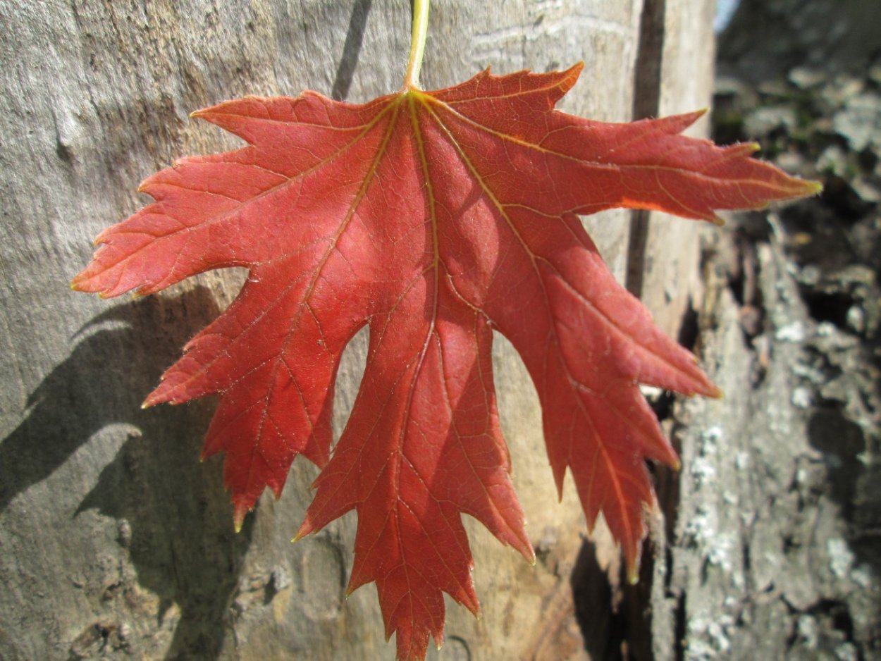 Клен сахарный остролистный