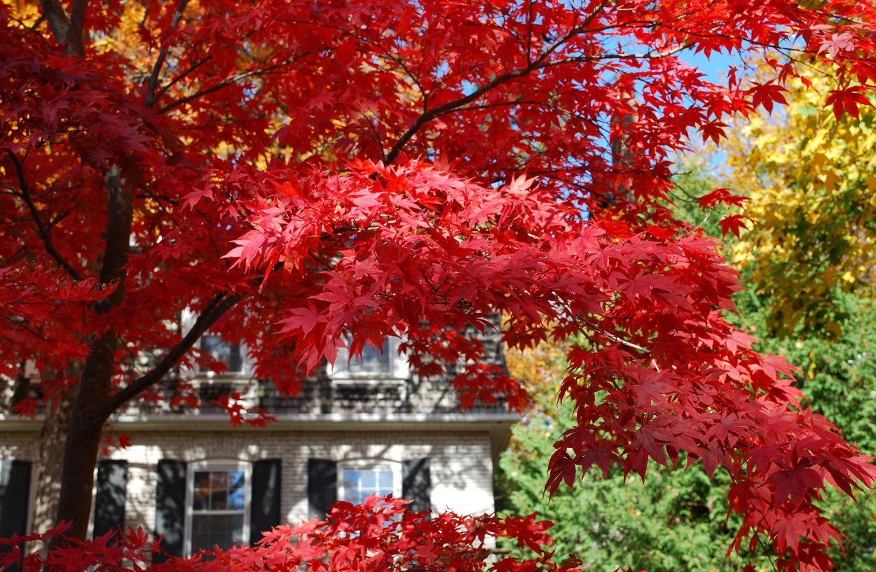 Клен серебристый Acer saccharinum