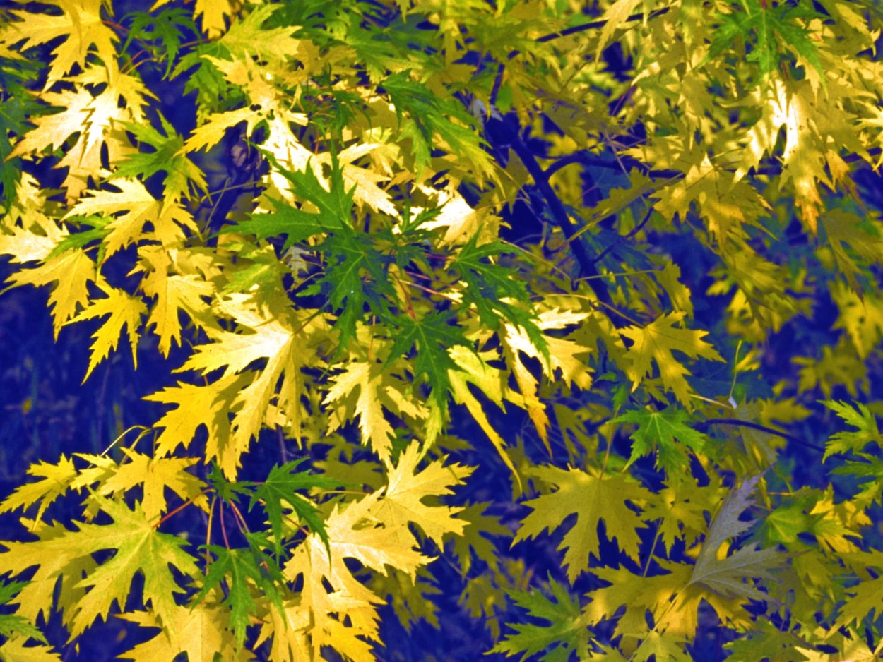 Клен сахарный остролистный