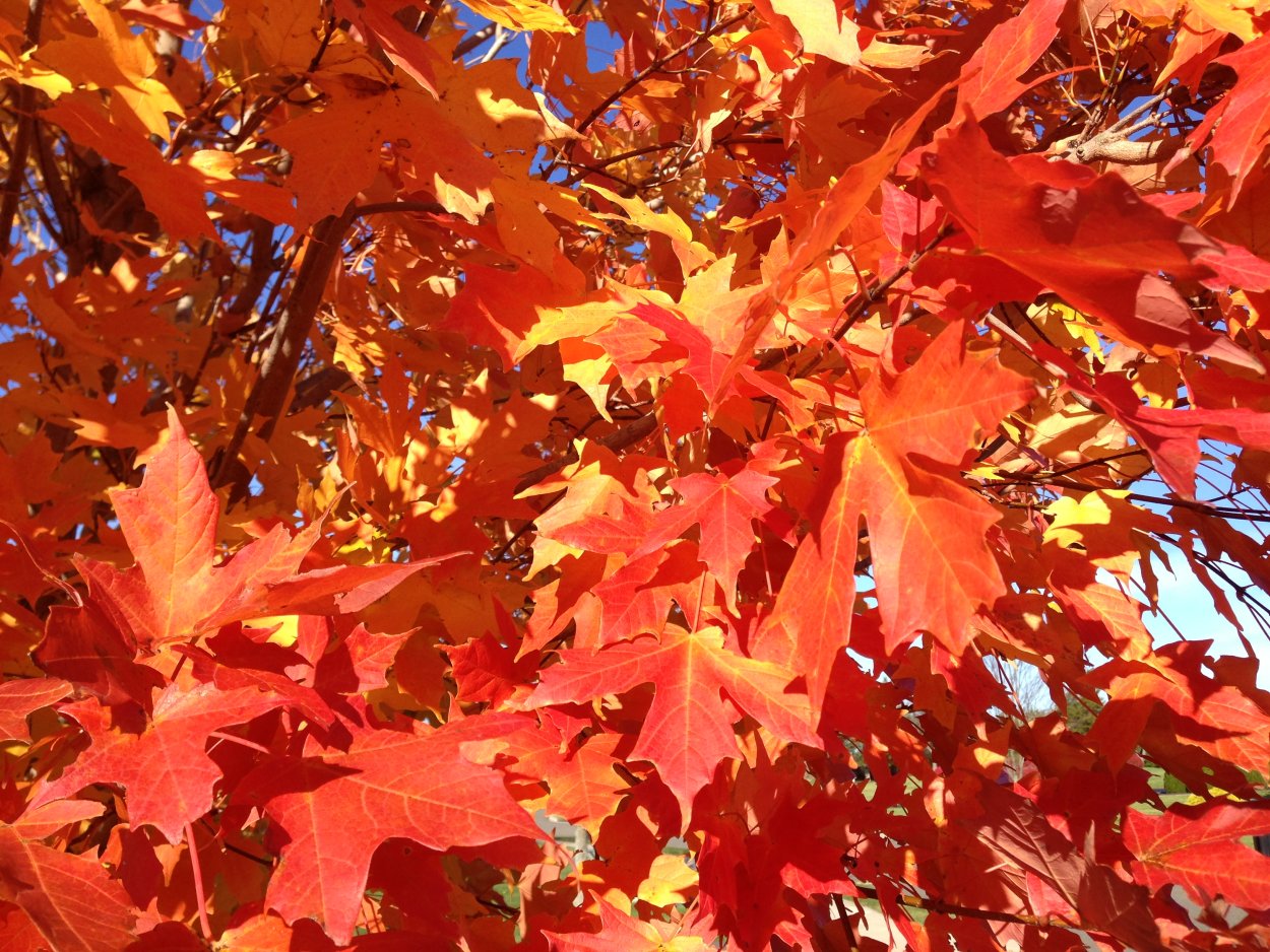 Канадский клён кустарник