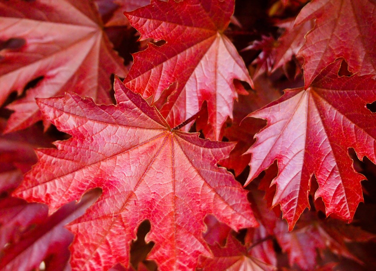 Клен канадский остролистный