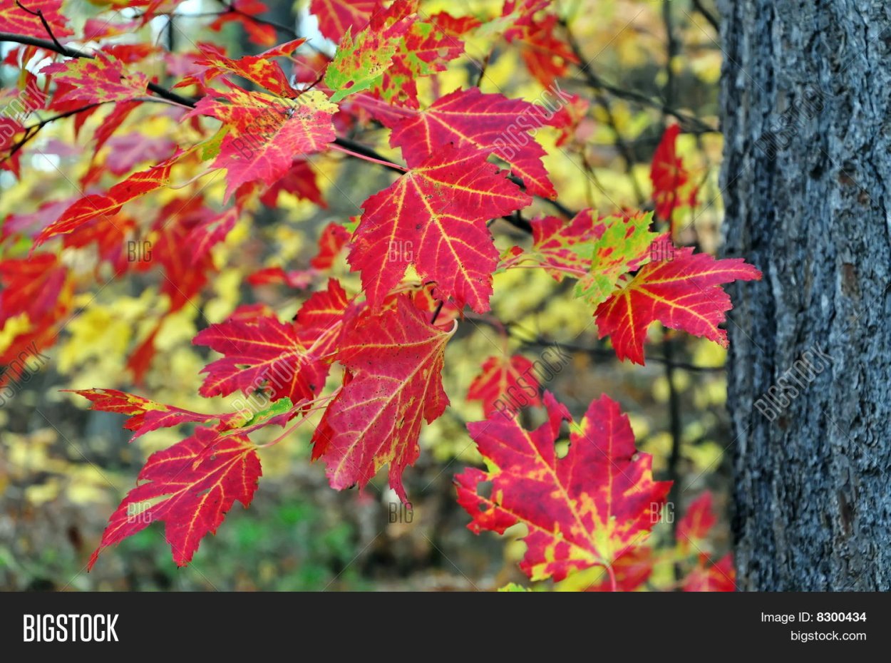 Клен канадский остролистный