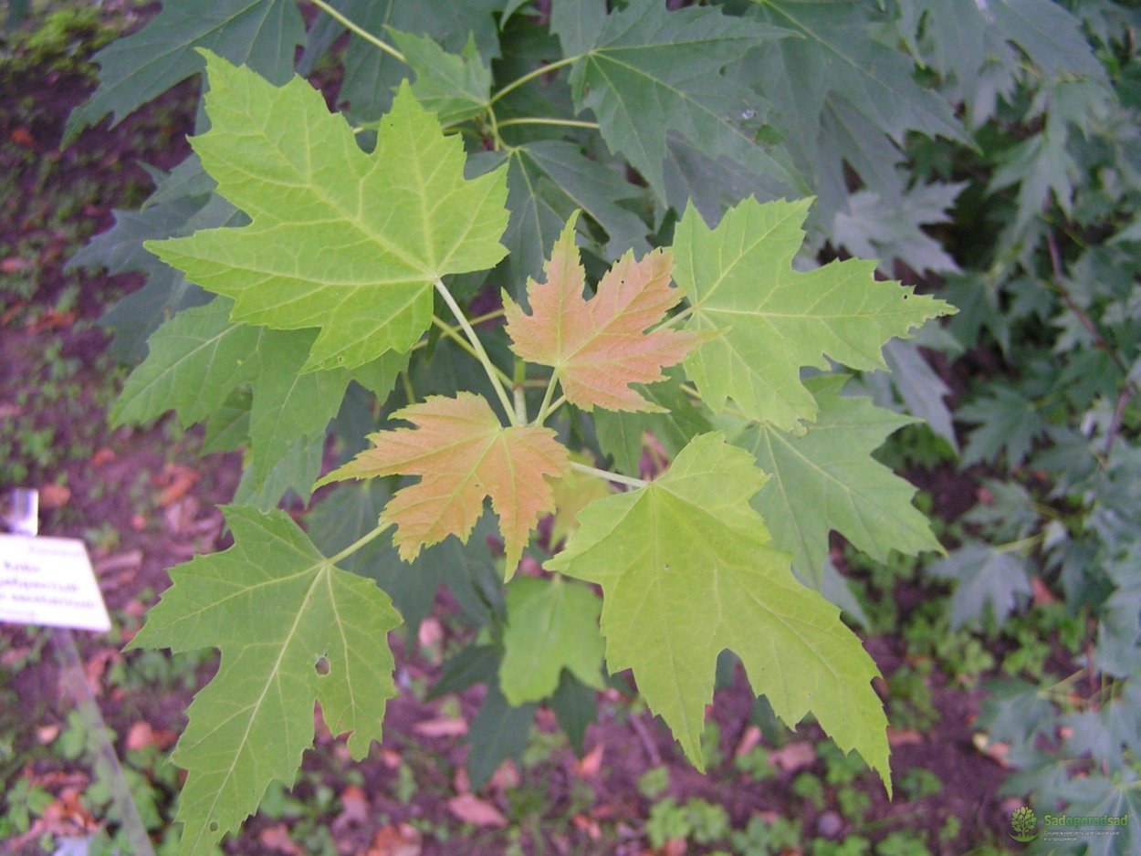 Отличие клена канадского от остролистного