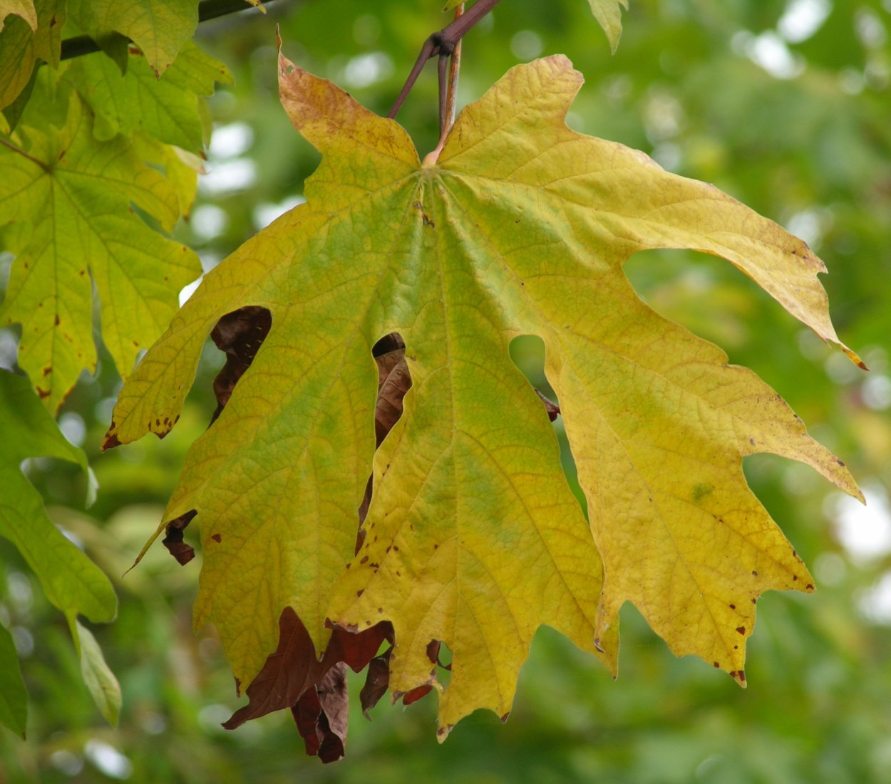 Дуб красный Северный осень