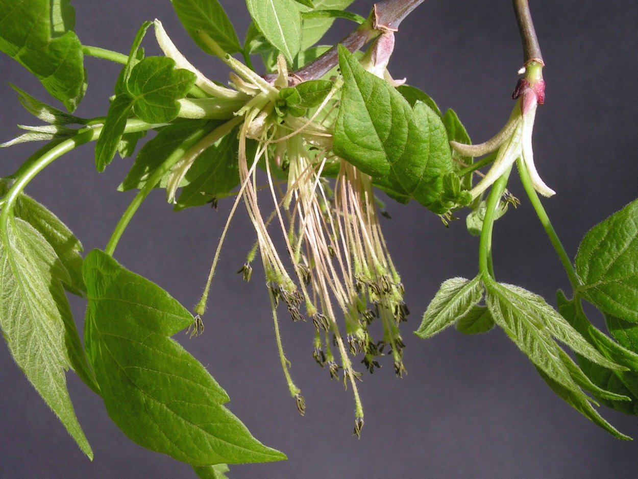 Клен сорняковый