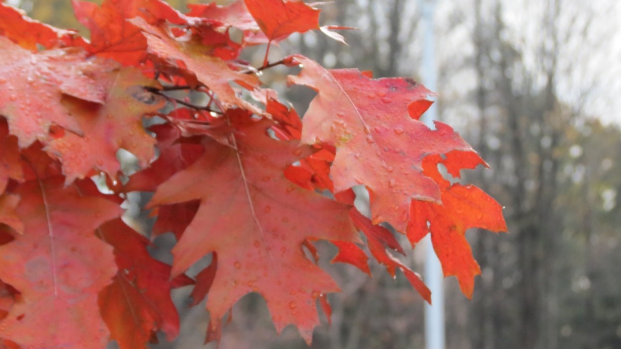 Клен сахарный остролистный