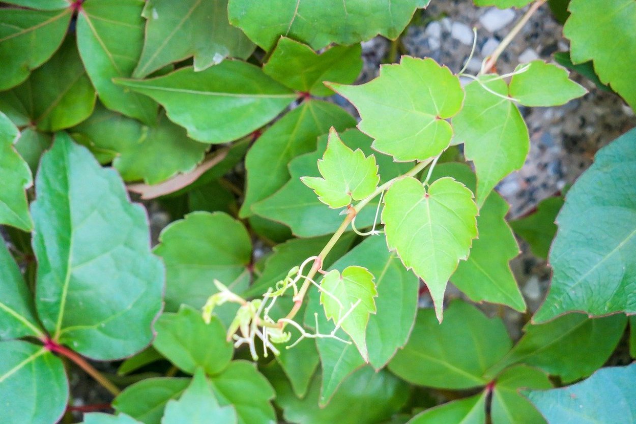 Американский клен сорняк