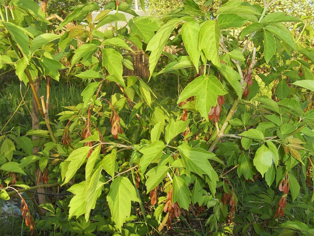 Клен ясенелистный сорняк