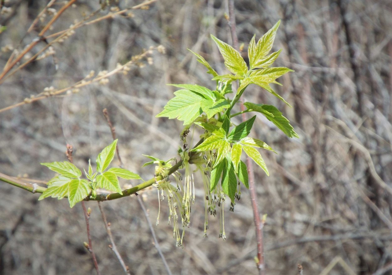 Клен ясенелистный сорняк