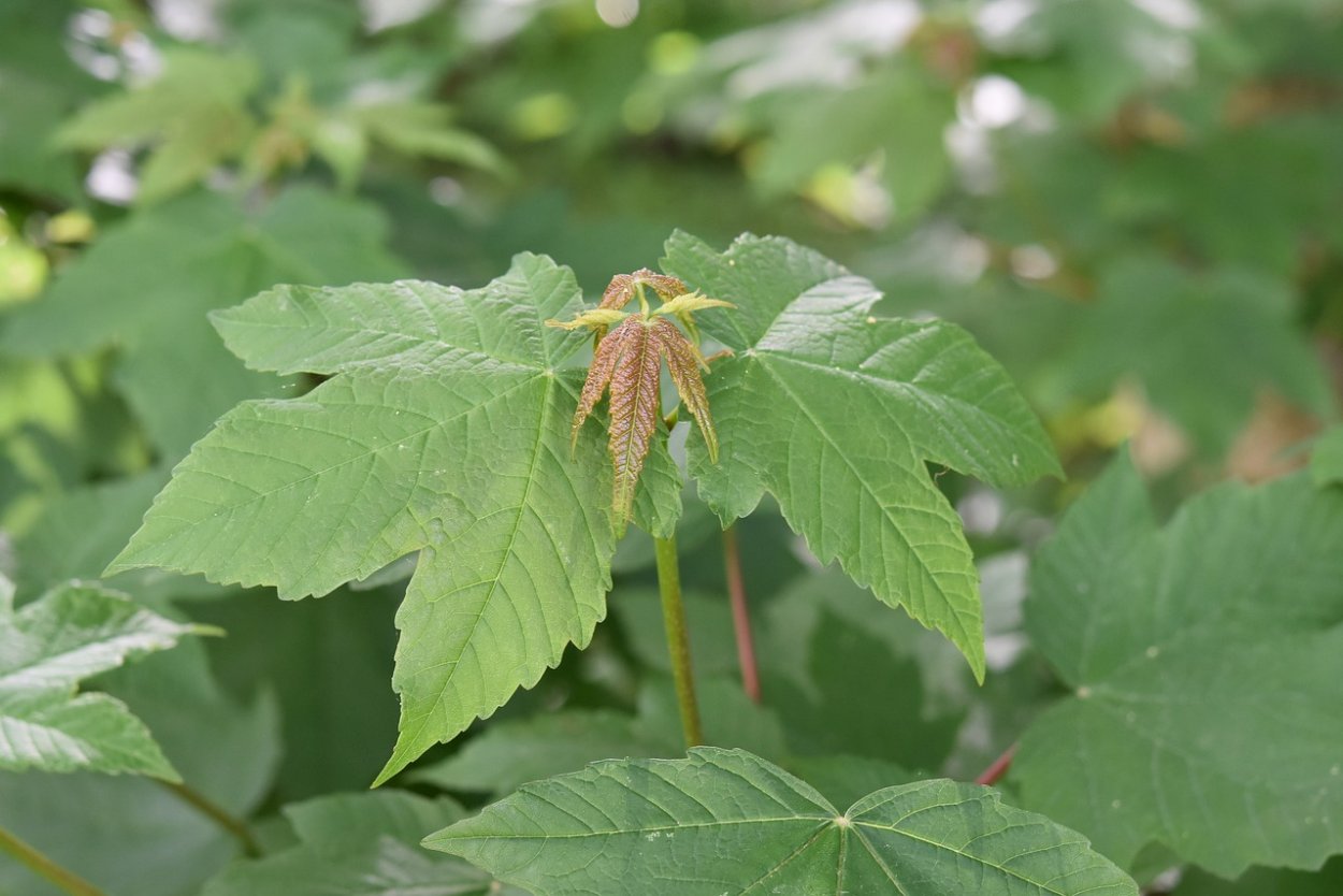 Acer negundo californicum
