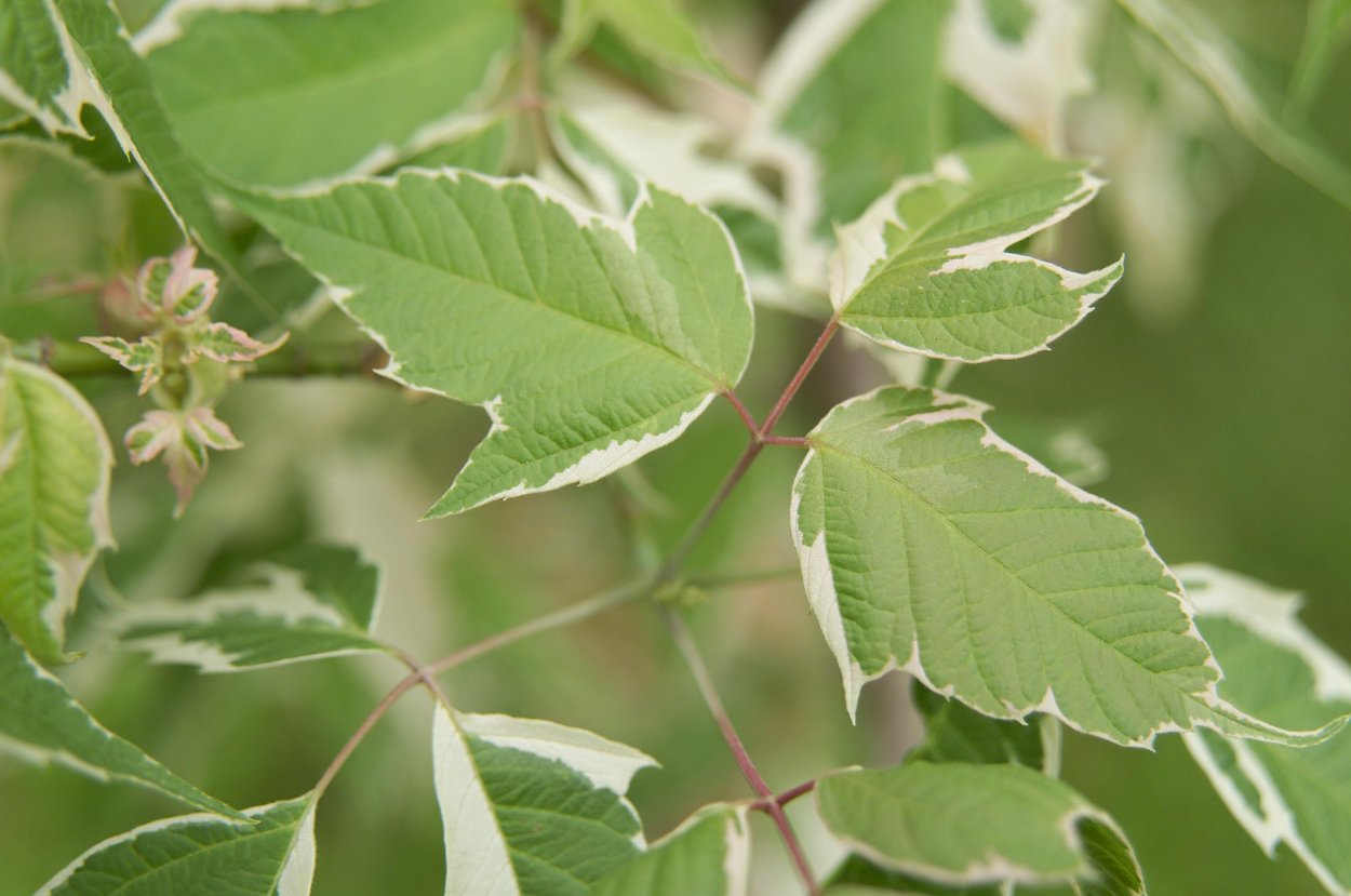 Клен американский ясенелистный