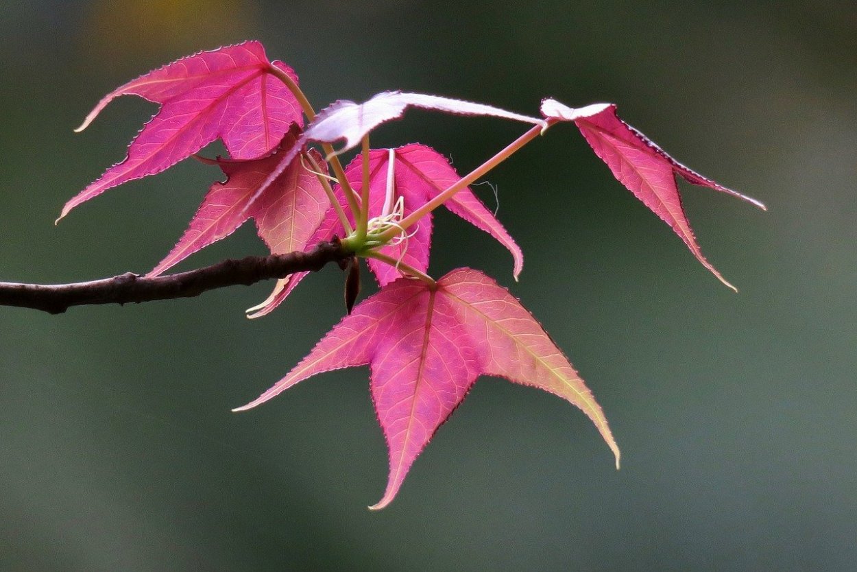 Цветы клена