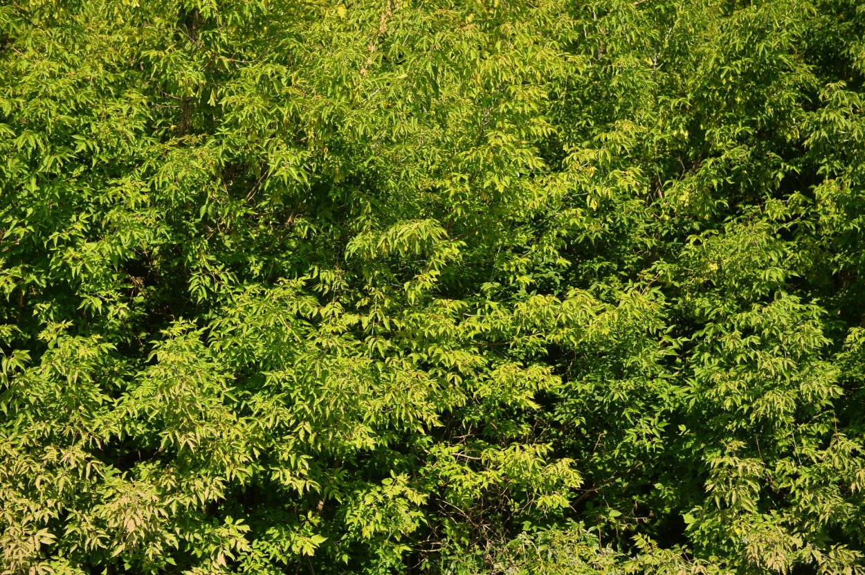 Клен ясенелистный цветы