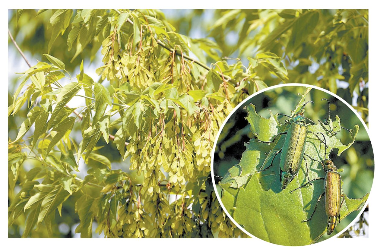 Название листьев