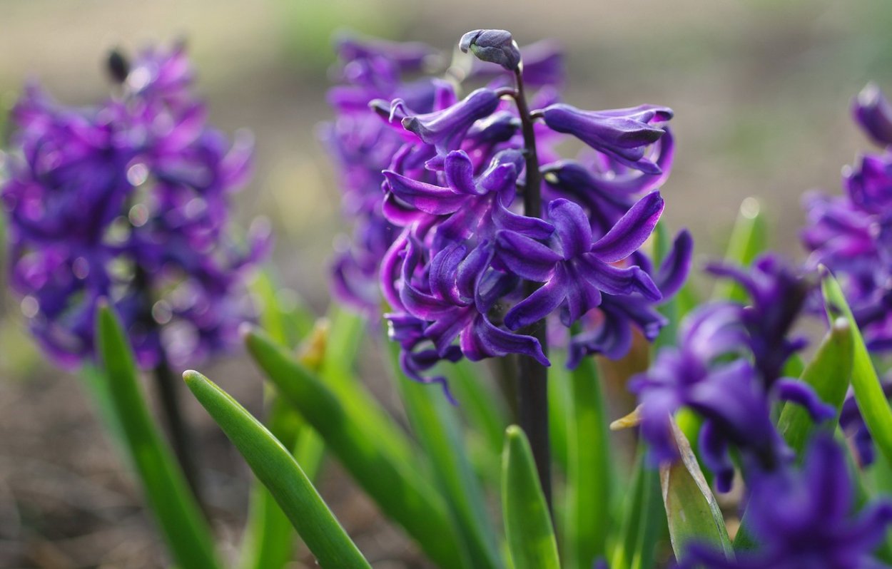 Гиацинт Луговой