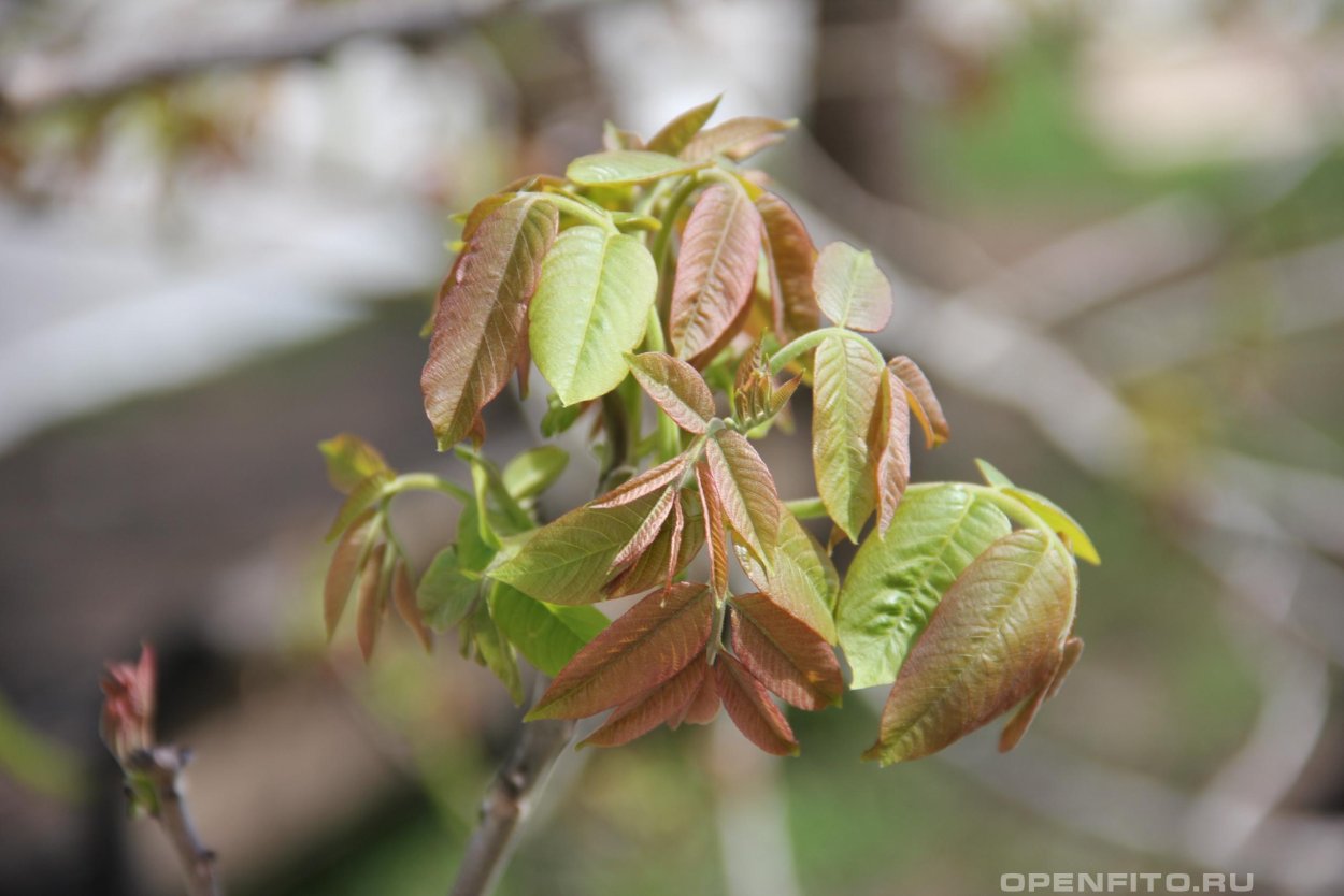 Клен американский ясенелистный