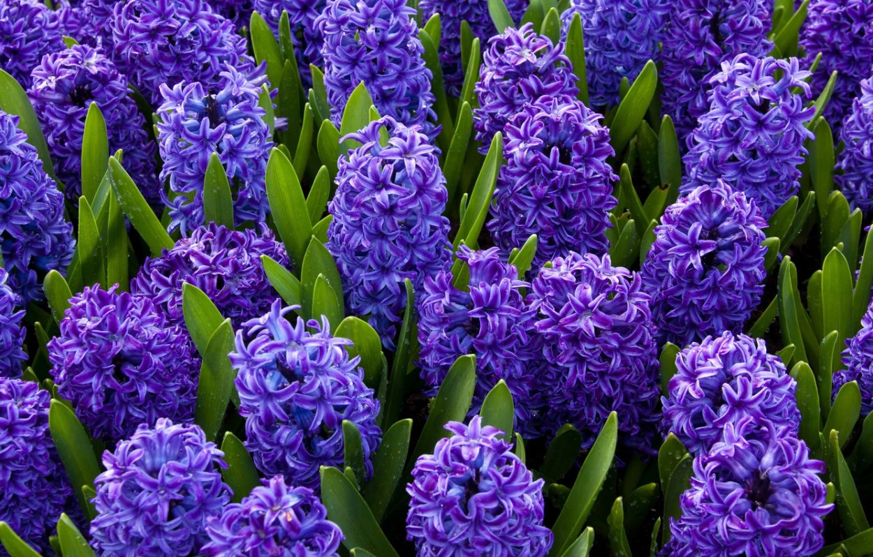 Hyacinthus orientalis