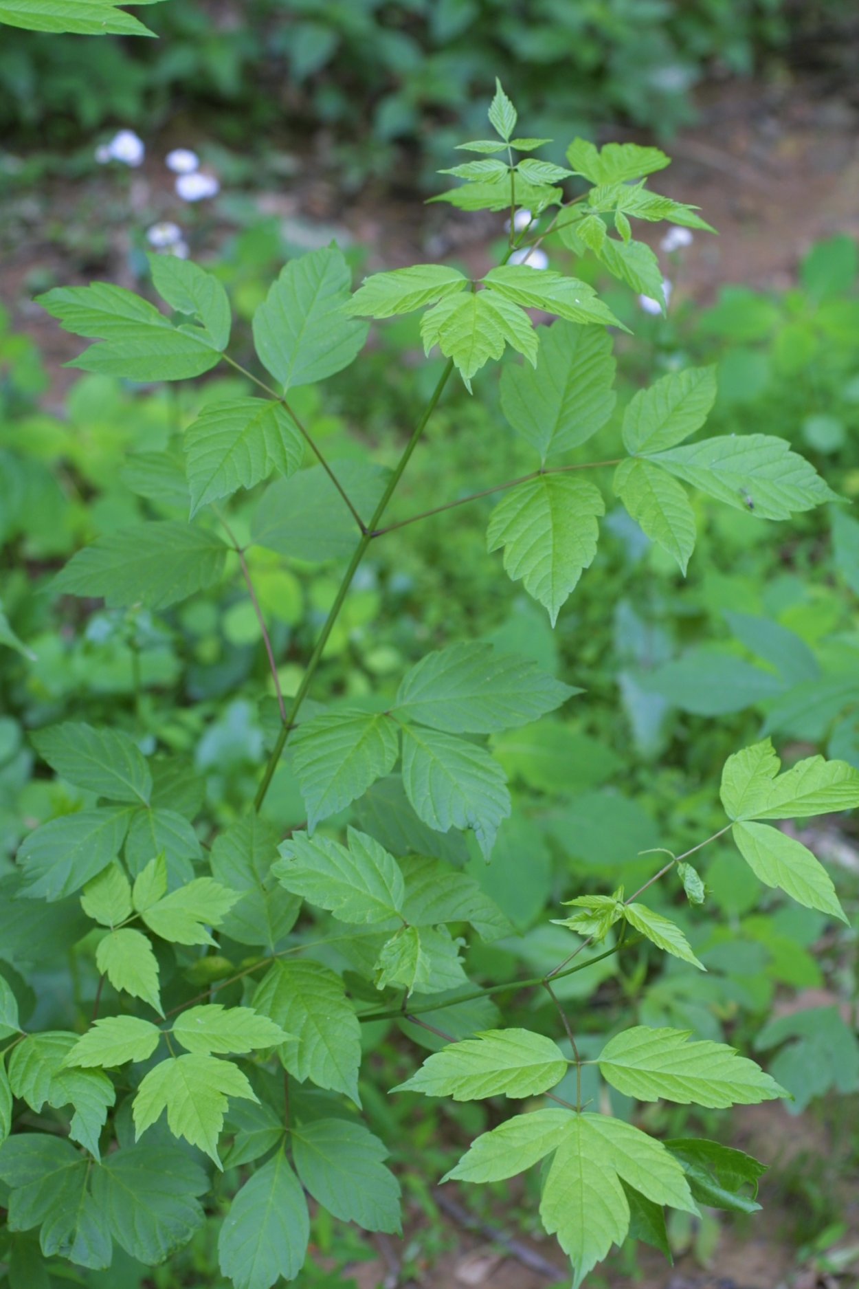 Клён ясенелистный ветка