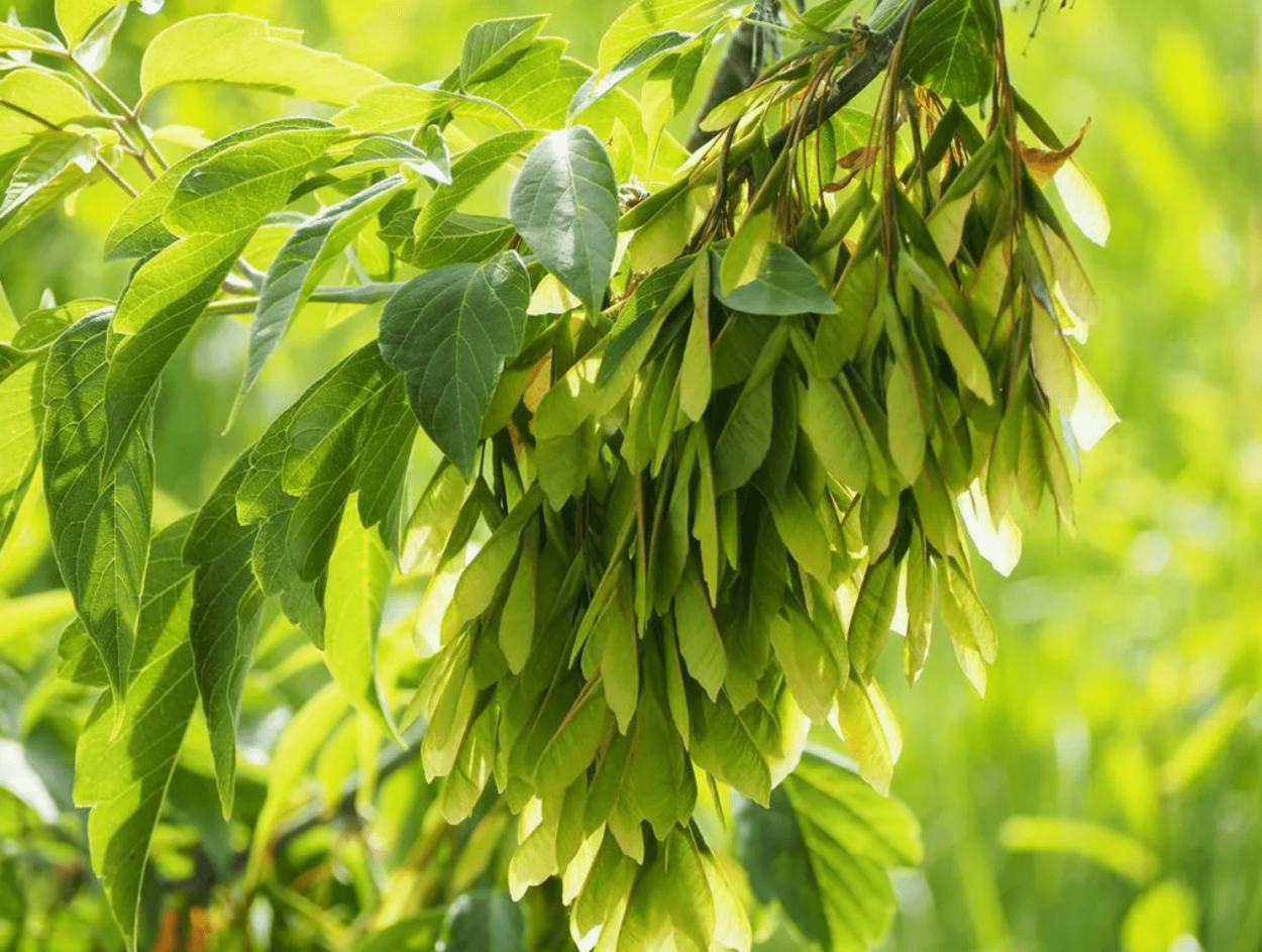 Клён ясенелистный канадский