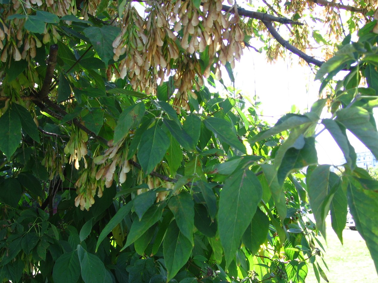 Клен ясенелистный дерево