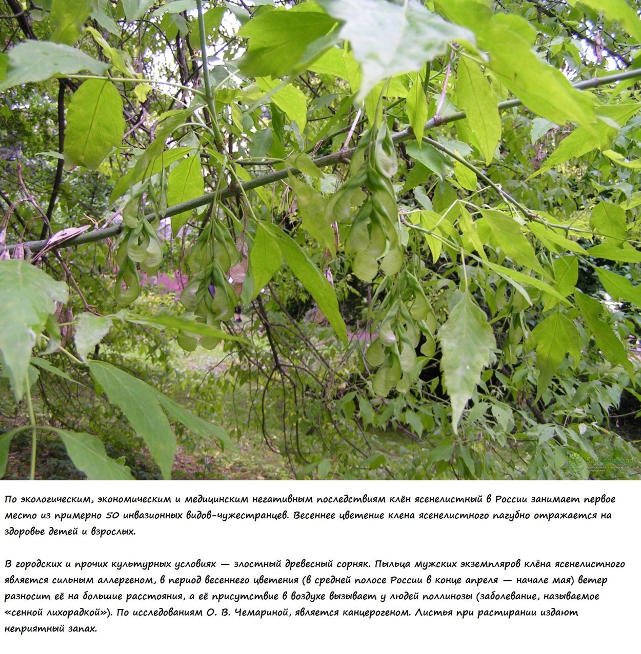 Клен американский ясенелистный