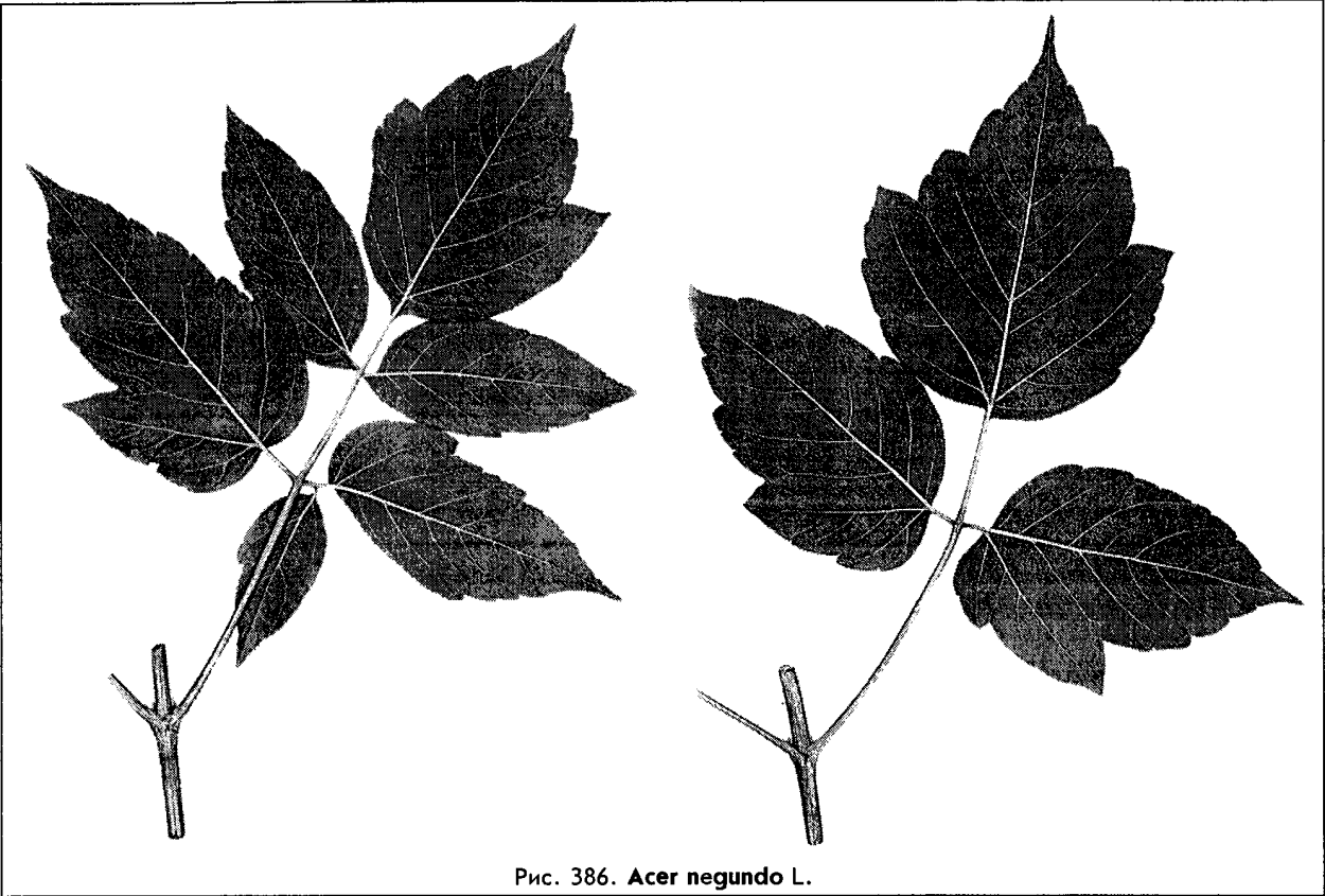 Клен ясенелистный (Acer negundo l.)