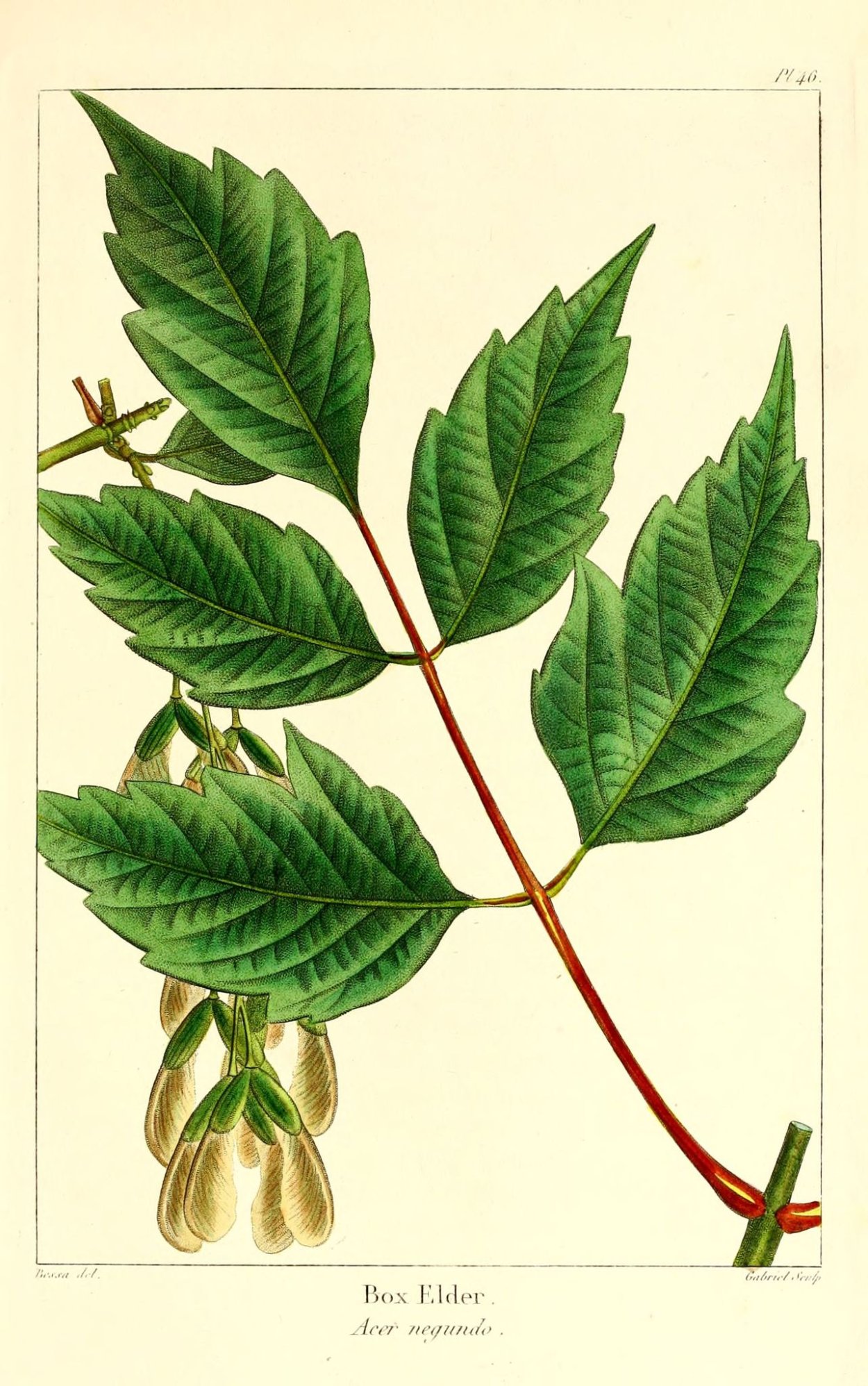 Клен ясенелистный семена