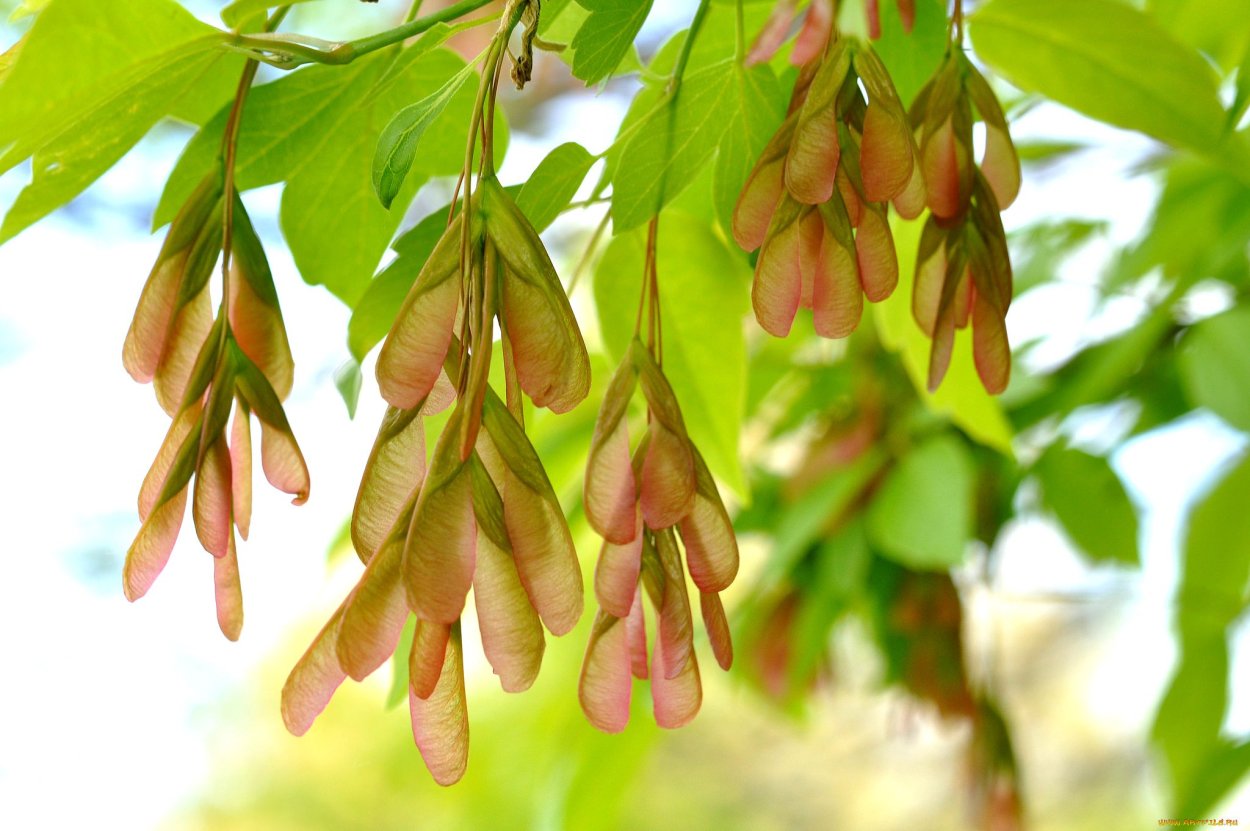 Ясень пенсильванский Fraxinus pennsylvanica