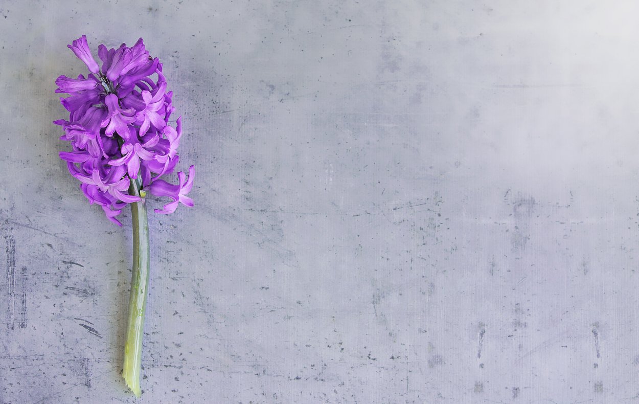 Безвременник Шовица