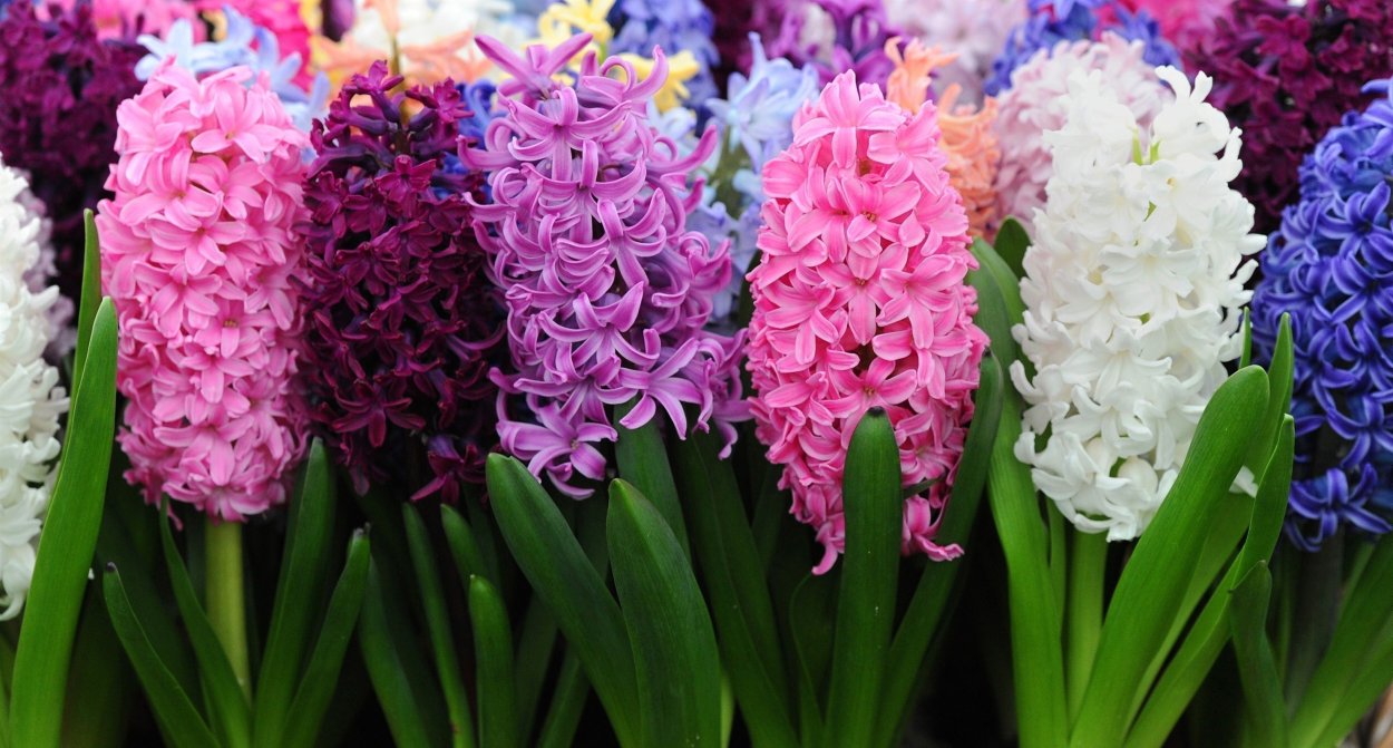 Гиацинт цветок