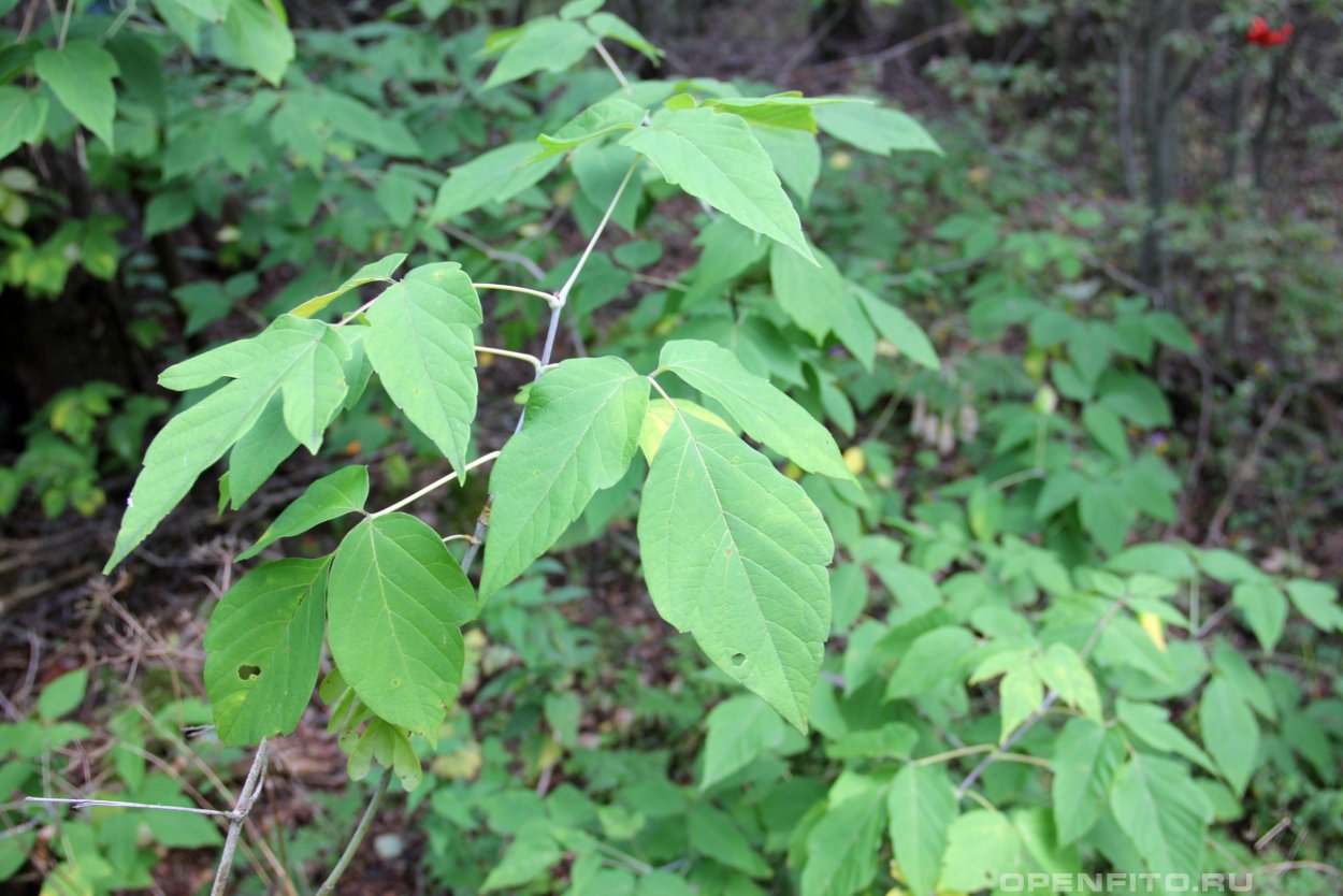 Клен ясенелистный variegatum