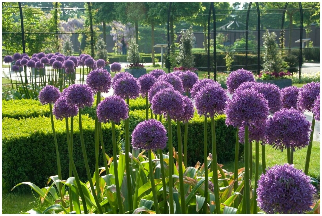 Гиацинт Росток