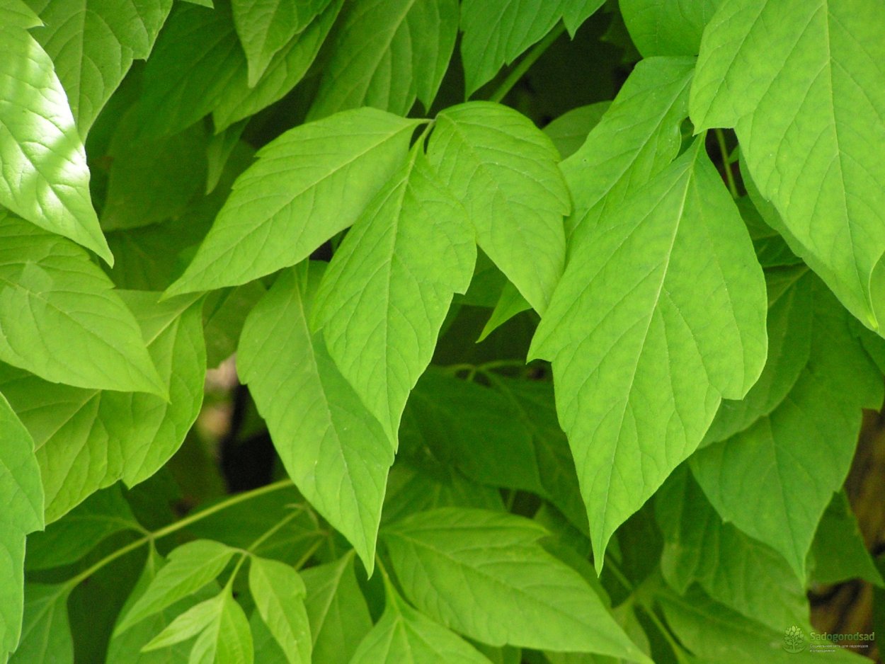 Клен сорняковый