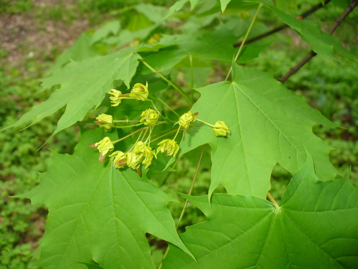 Клен ясенелистный Ботаническая иллюстрация