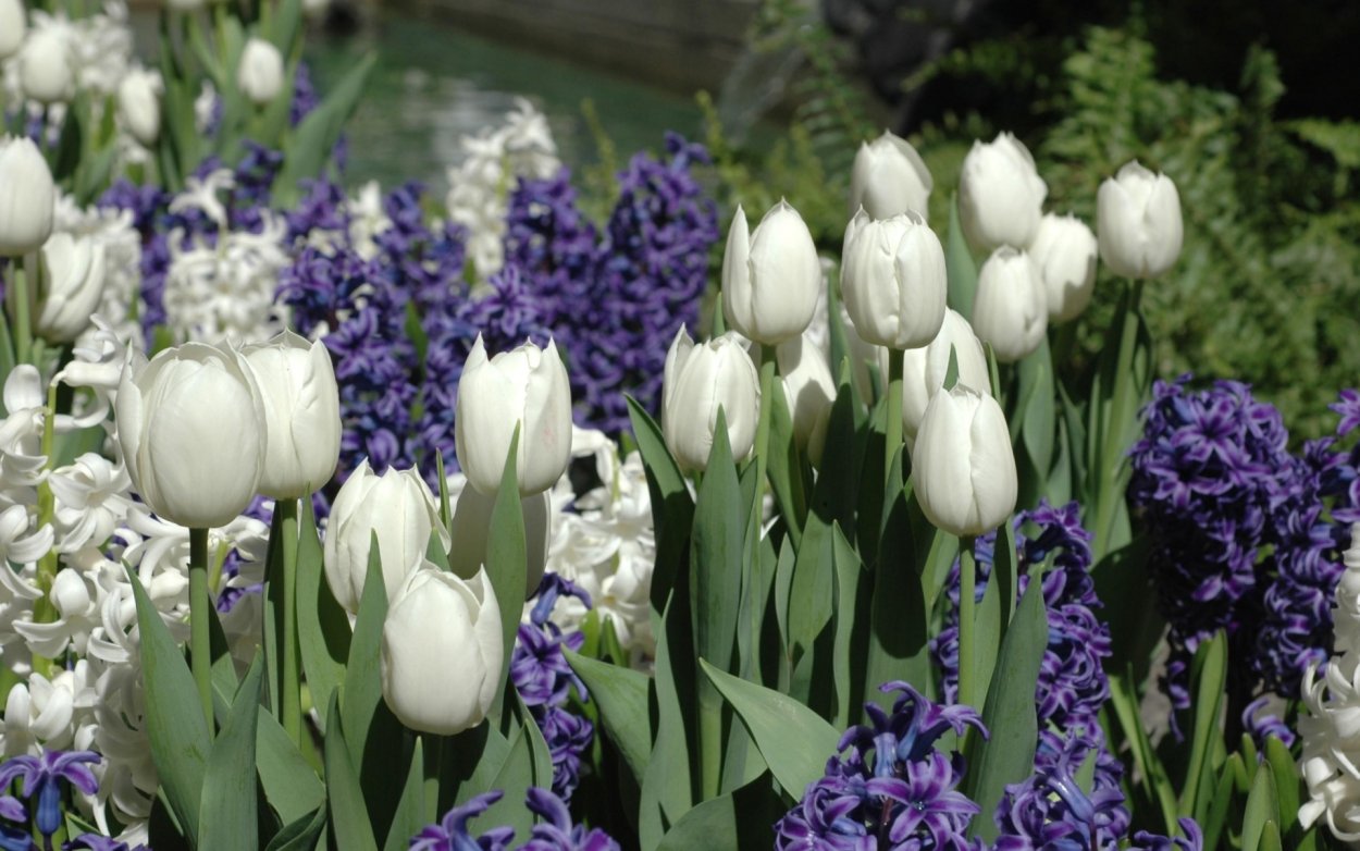 Гиацинт Литвинова Hyacinthus litwinowii