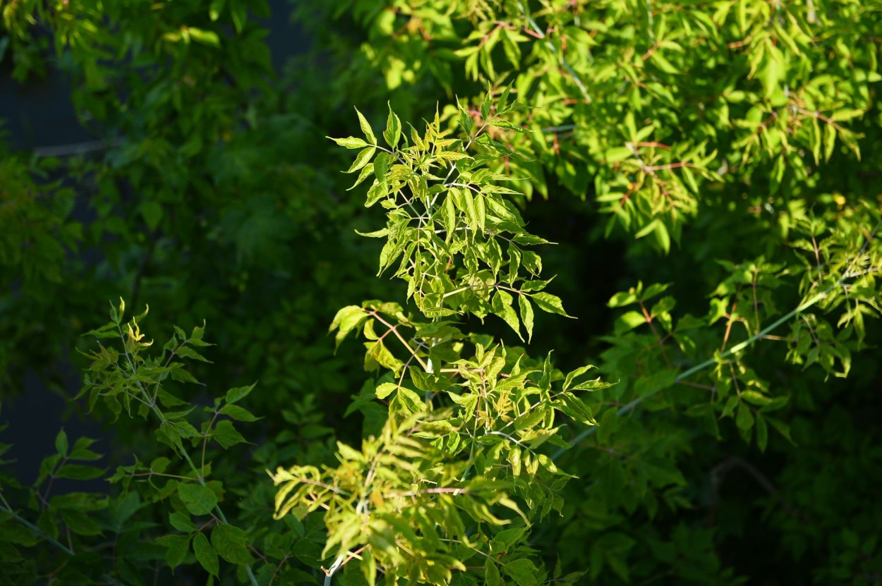 Клен ясенелистный Росток