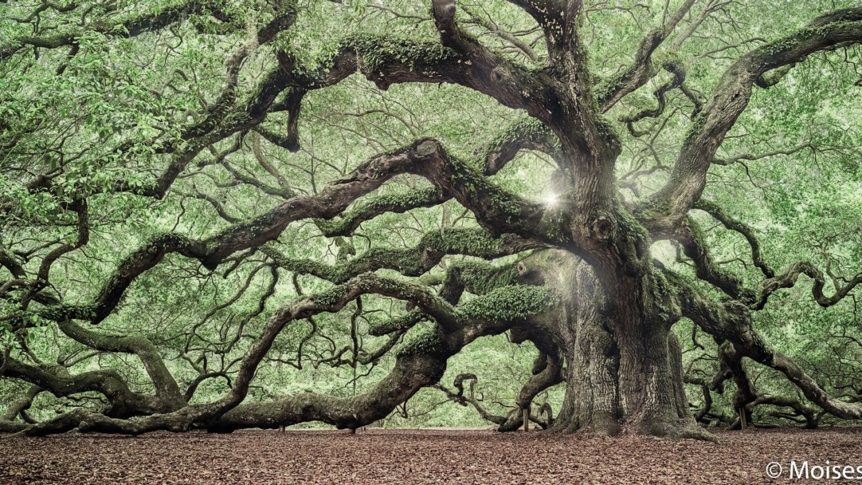 Зонтичная Акация Танзания