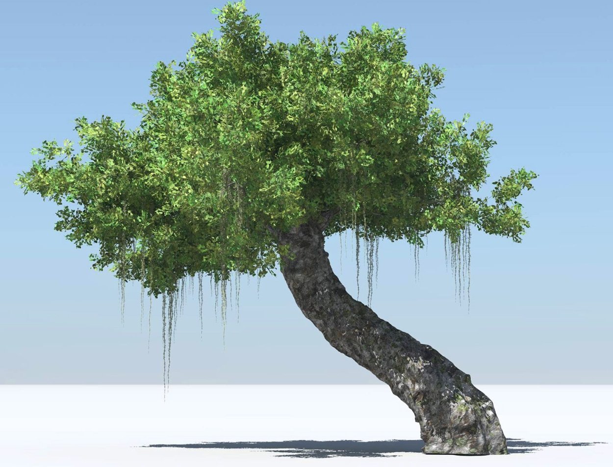 Красивое раскидистое дерево