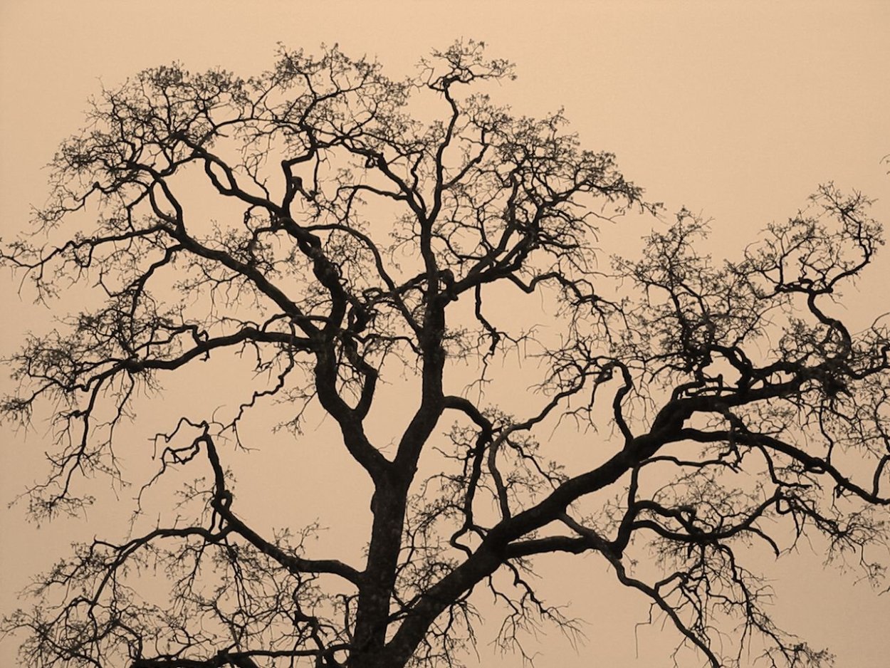 Корни дерева