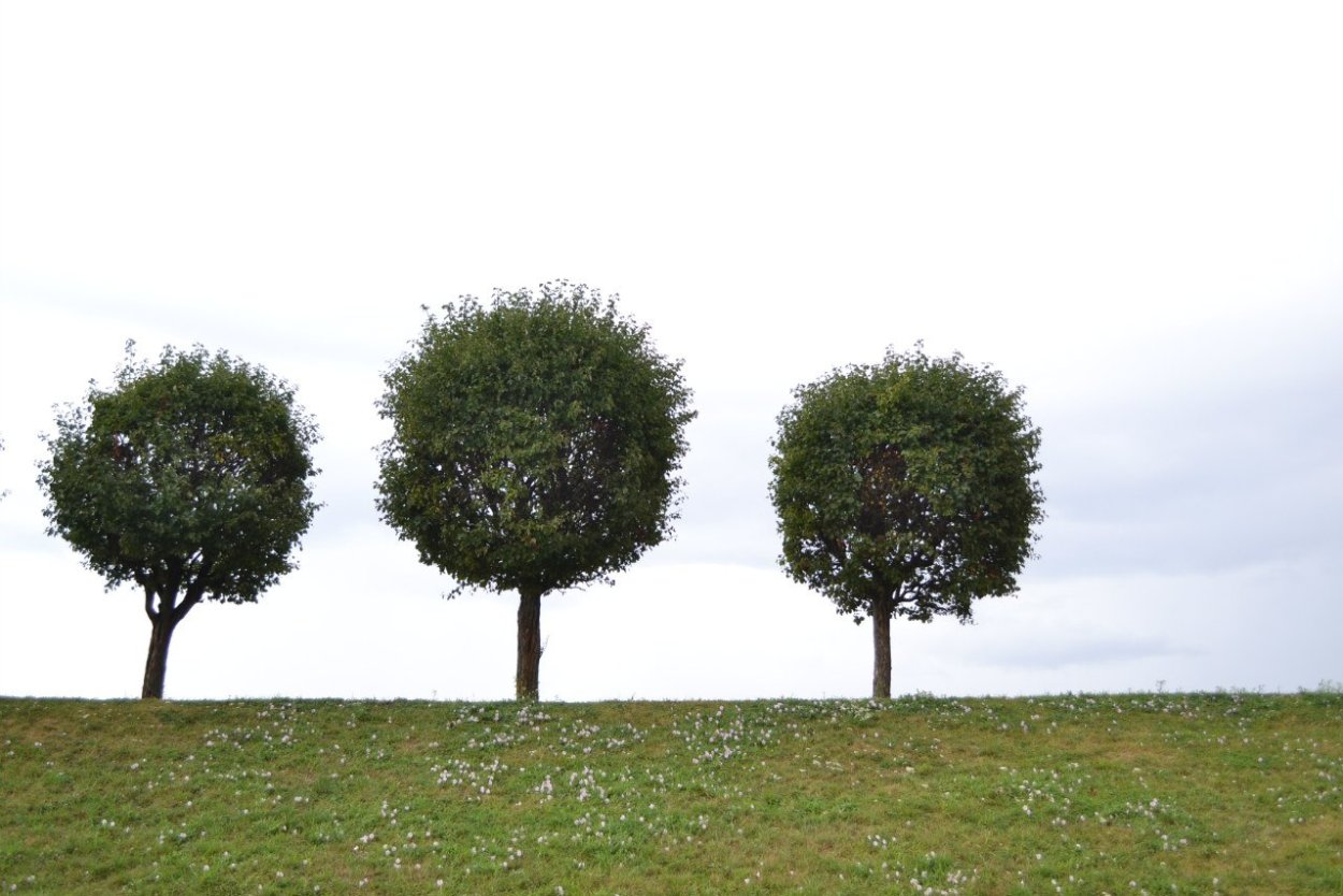 Маронг дерево