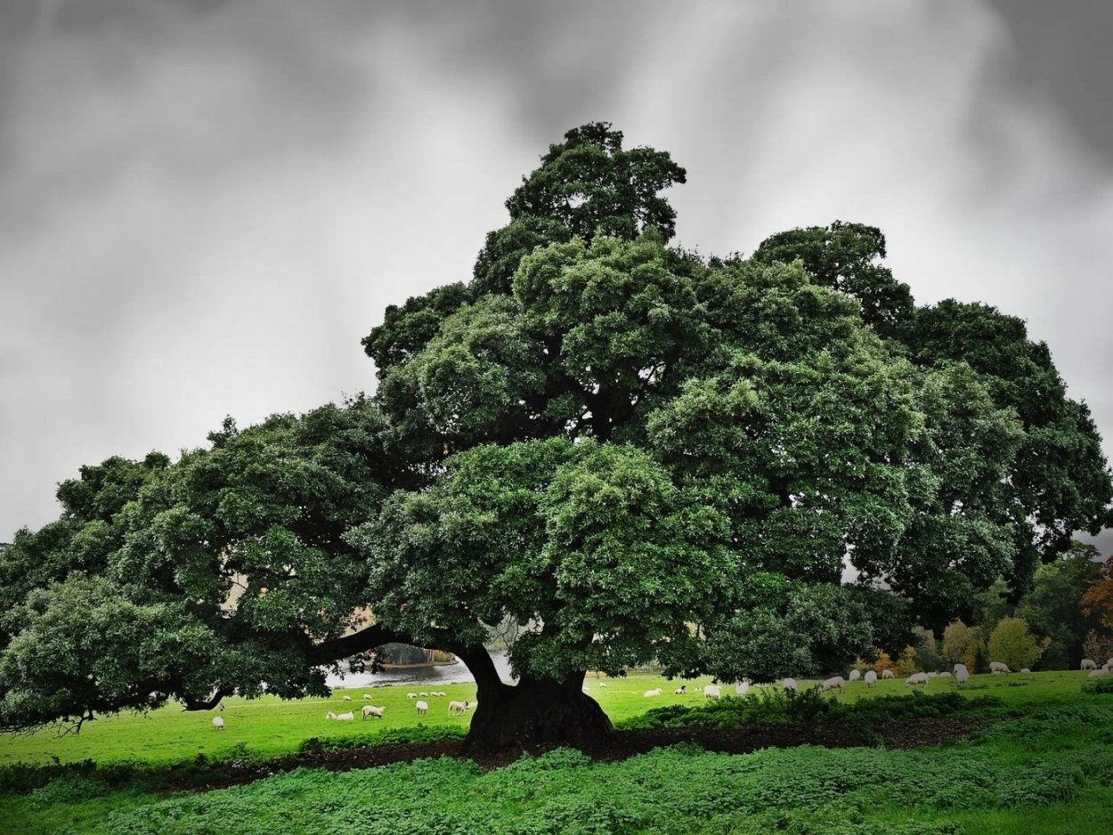 Дерево Чапарро в Южной Америке