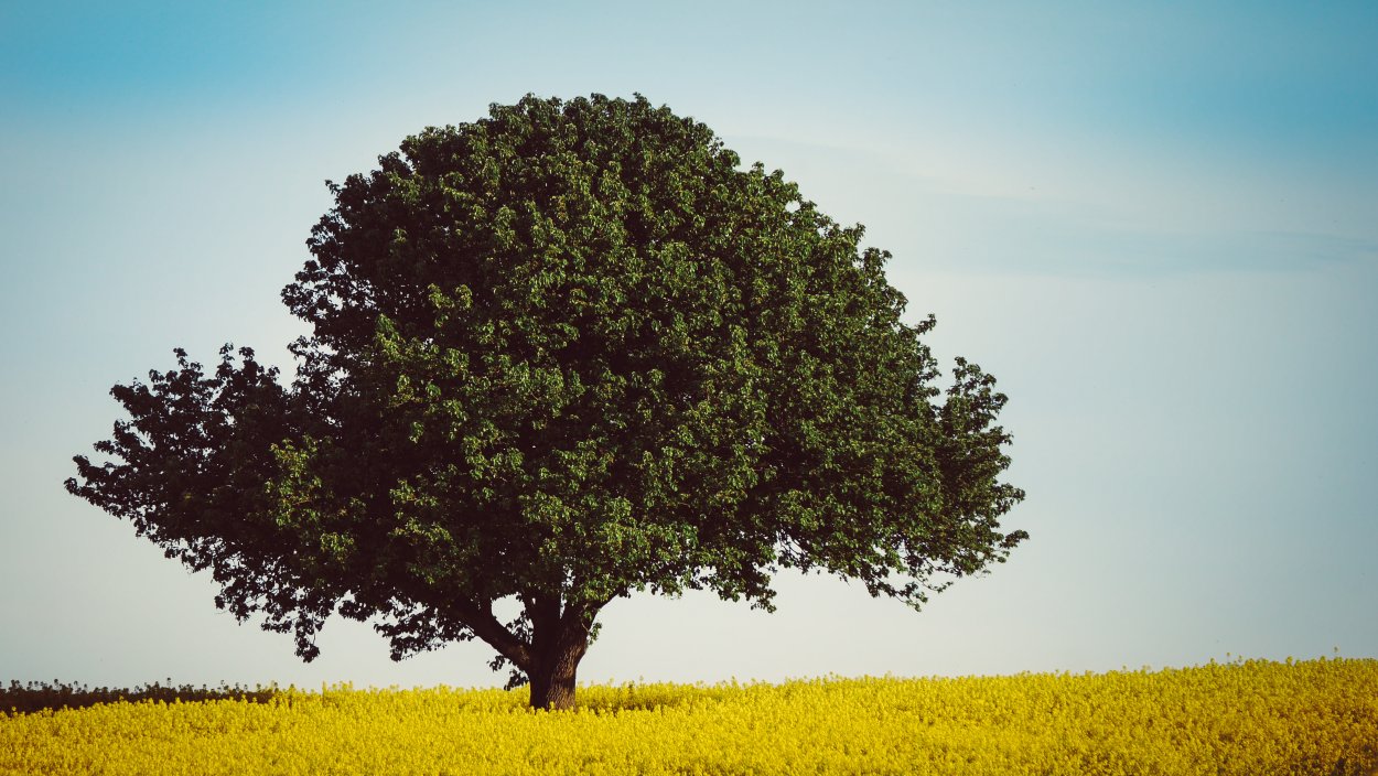 Деревья саванны