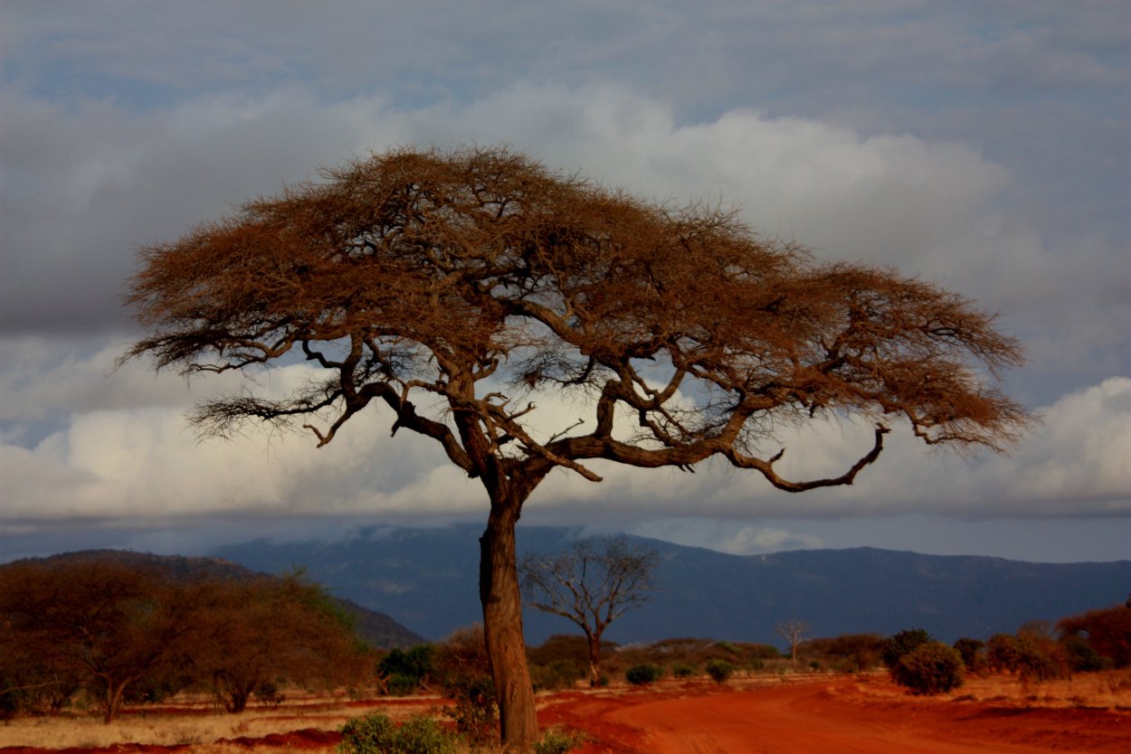 Acacia Tree