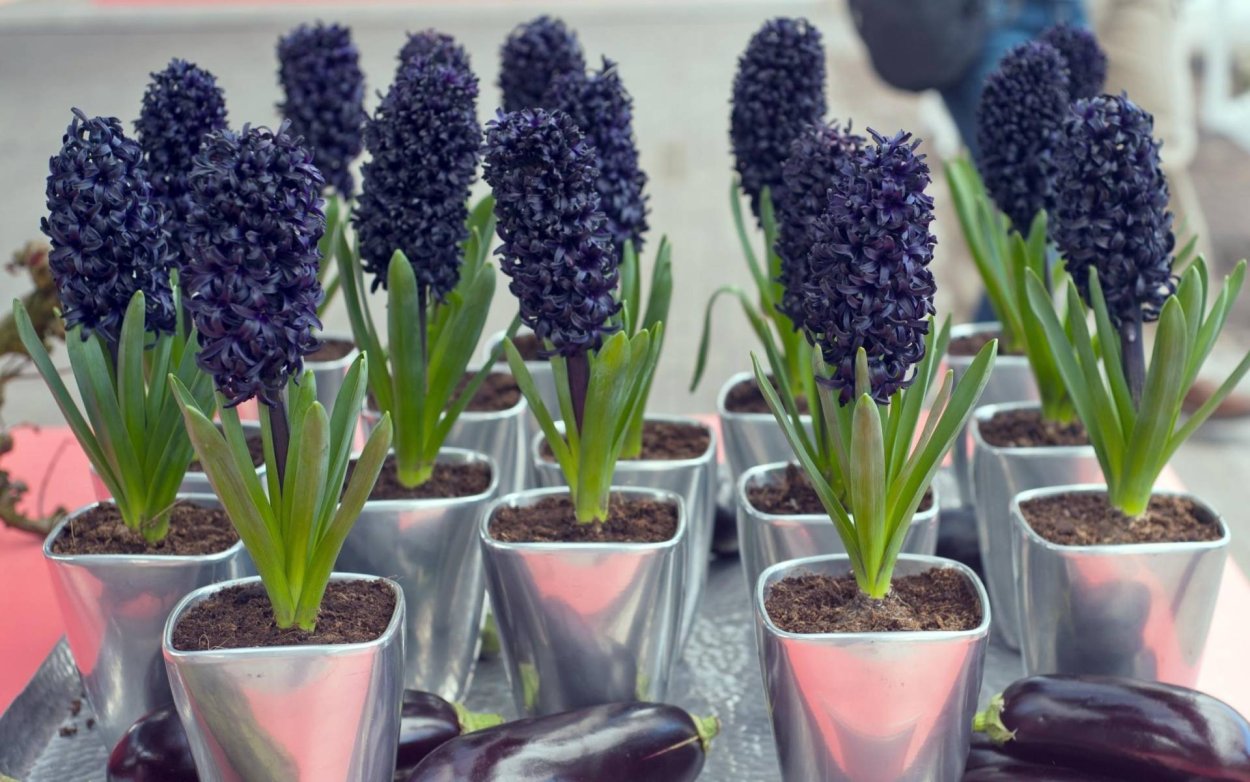 Гиацинт Paul Hermann