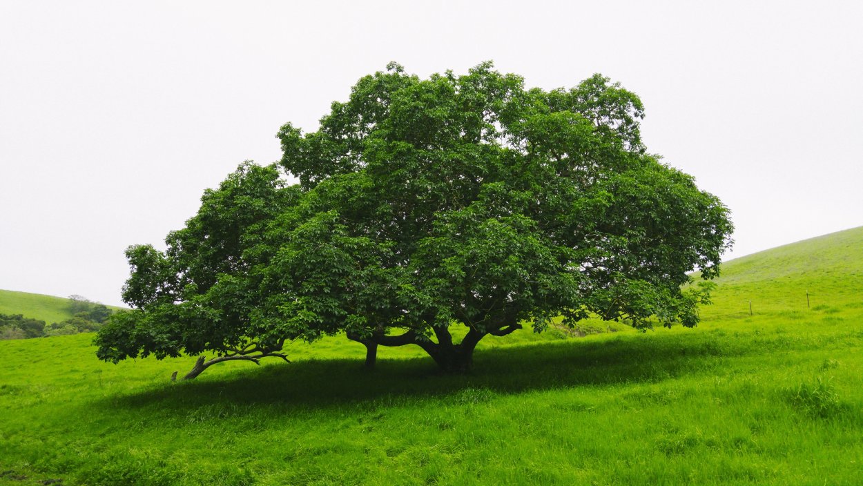 Гавайская Акация КОА