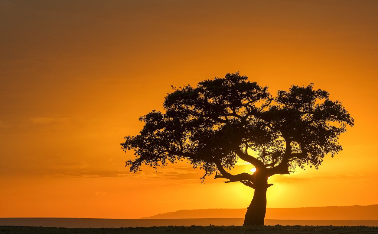 Шикарный дуб