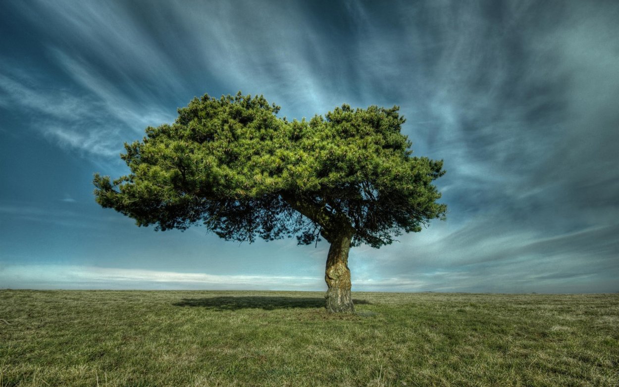 Акация в Африке